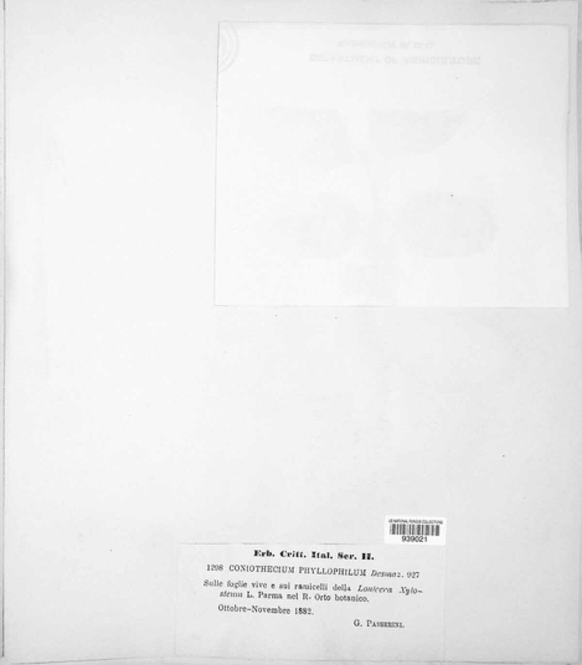 Coniothecium image